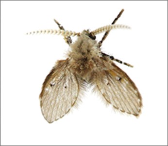 コバエの写真　コバエの卵　蠅捕り紙　ハエとり紙　昔ながらの殺虫アイテム