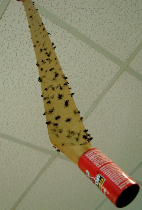 コバエの写真　コバエの卵　蠅捕り紙　ハエとり紙　昔ながらの殺虫アイテム